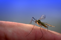 מדריך קוטל יתושים